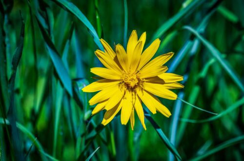 what is arnica used for