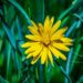 what is arnica used for