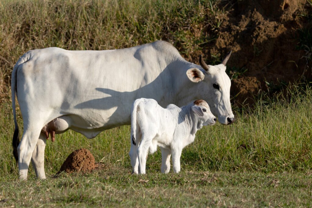 mama and baby calf