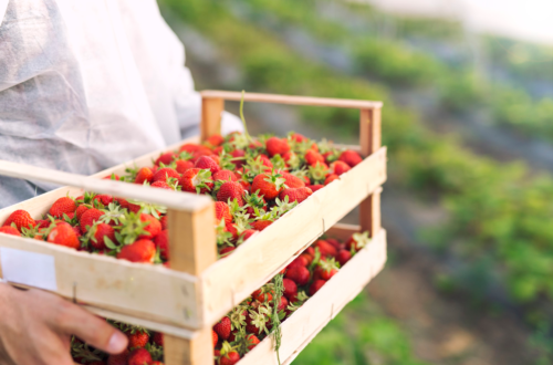 strawberry farm