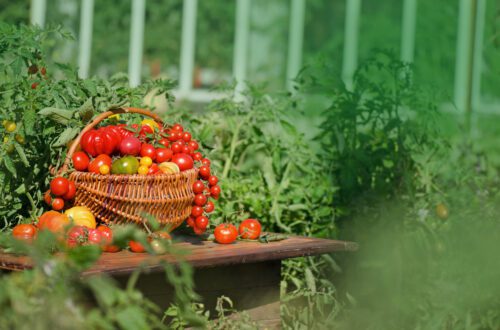 tomato planting companions