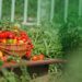 tomato planting companions