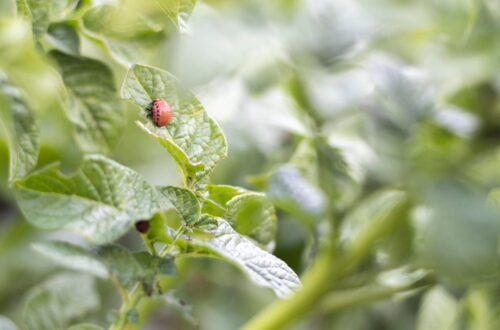 keeping pests out of your garden